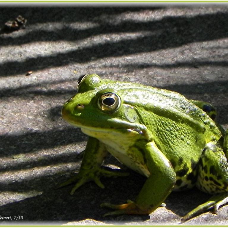 Löninger Naturfotos